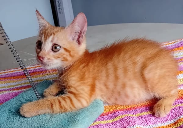 BOBBY-PIGGY, chaton mâle type européen
