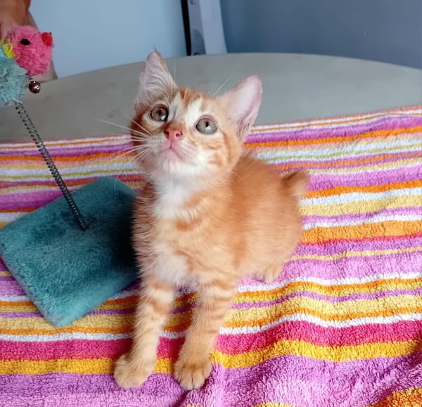 BOBBY-PIGGY, chaton mâle type européen
