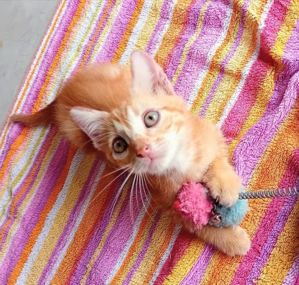 BOBBY-PIGGY, chaton mâle type européen