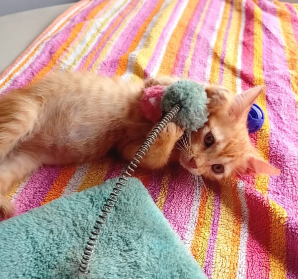 BOBBY-PIGGY, chaton mâle type européen