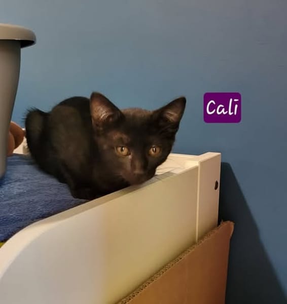 CALI