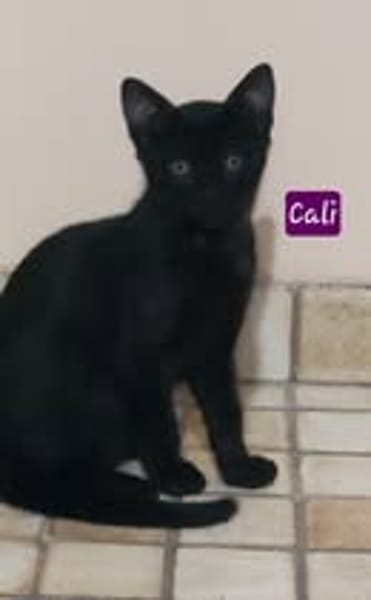 CALI