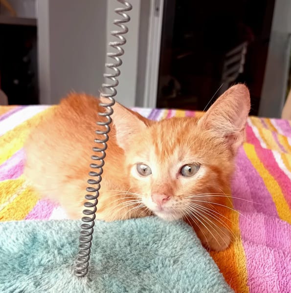 BOOGIE-BOO, chaton mâle type européen