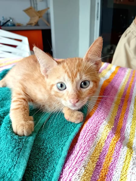 BOOGIE-BOO, chaton mâle type européen