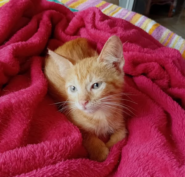 BOOGIE-BOO, chaton mâle type européen