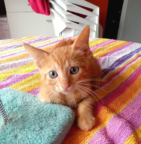 BOOGIE-BOO, chaton mâle type européen