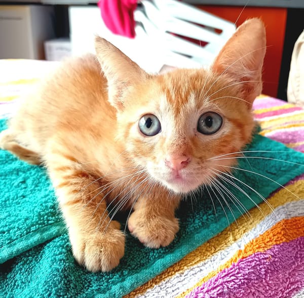 BOOGIE-BOO, chaton mâle type européen