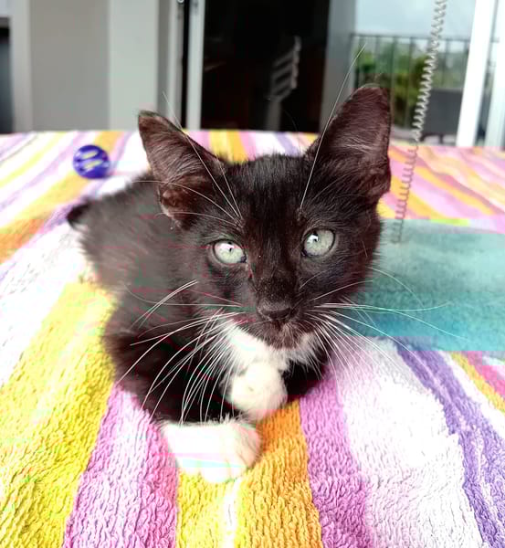 HUGGY-WUGGY, chaton mâle type européen