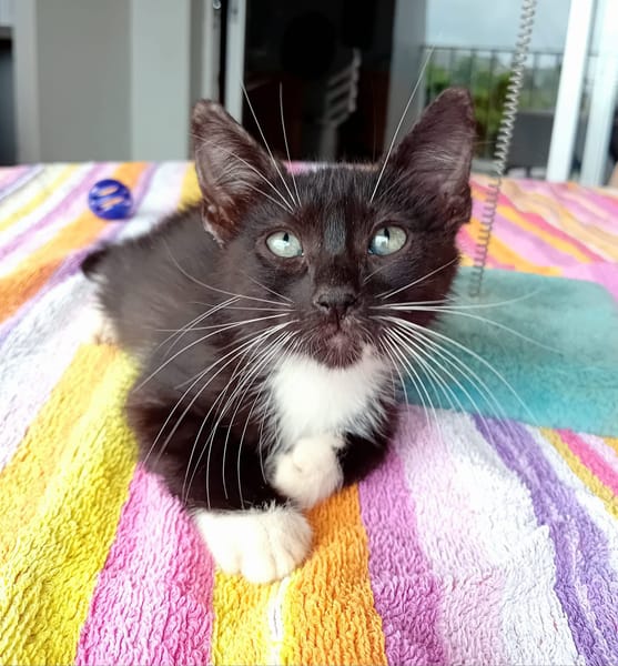 HUGGY-WUGGY, chaton mâle type européen