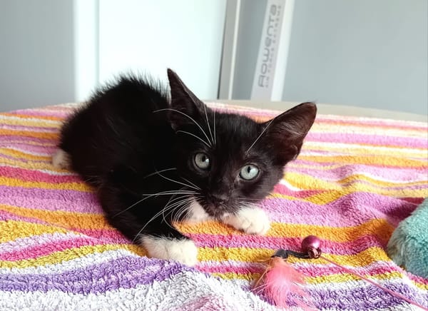 HUGGY-WUGGY, chaton mâle type européen