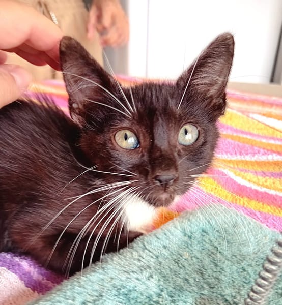 HUGGY-WUGGY, chaton mâle type européen