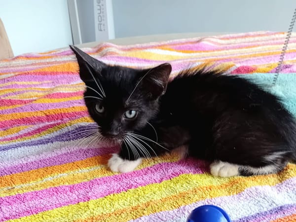 HUGGY-WUGGY, chaton mâle type européen