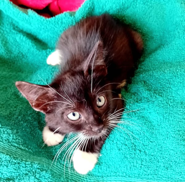 HUGGY-WUGGY, chaton mâle type européen