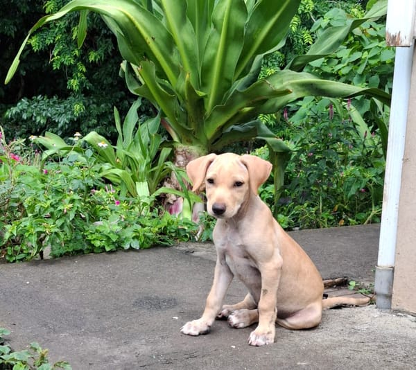 CUPCAKE, chiot mâle Berger Créole