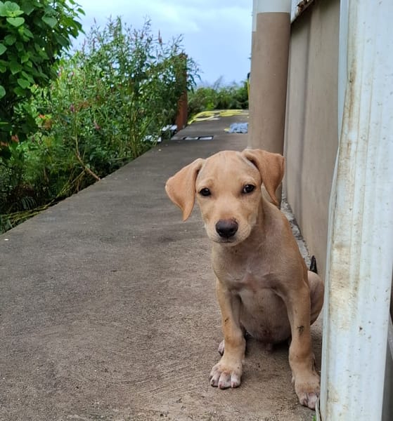 CUPCAKE, chiot mâle Berger Créole