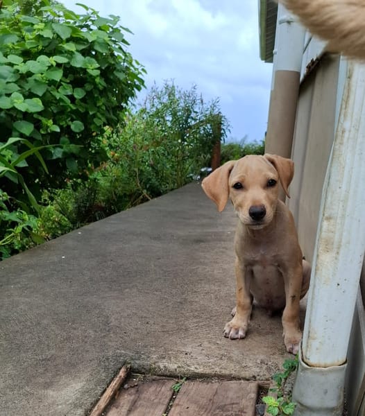 CUPCAKE, chiot mâle Berger Créole