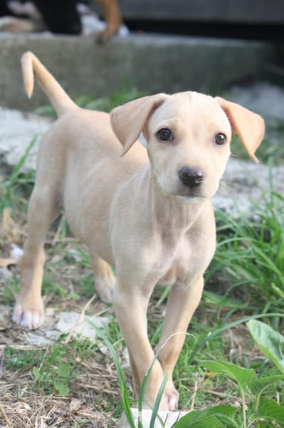 CUPCAKE, chiot mâle Berger Créole