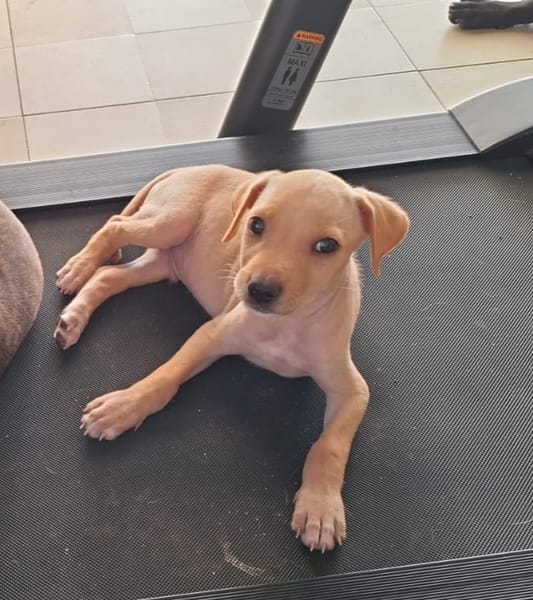 CUPCAKE, chiot mâle Berger Créole