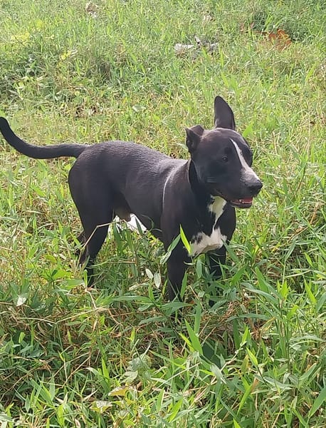 JEÏKO Junior Berger créole