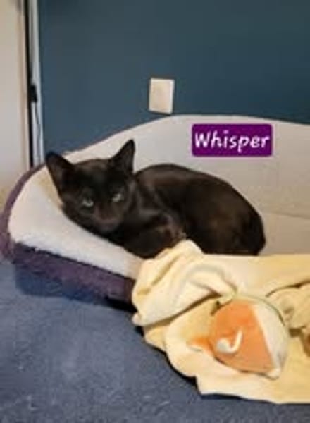 WHISPER