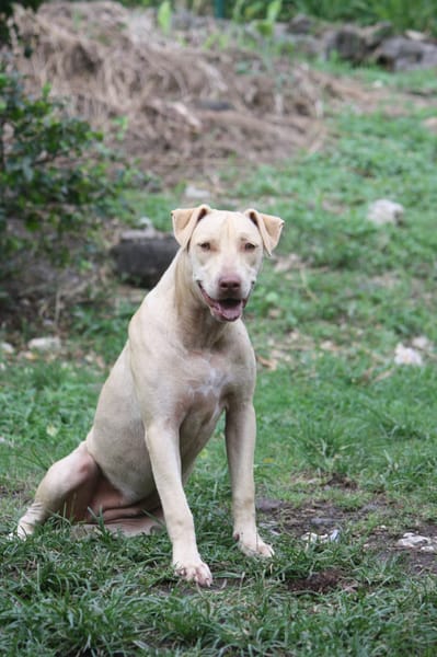 PHOENIX Croisée Labrador Femelle junior