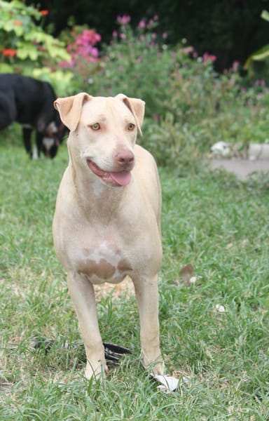PHOENIX Croisée Labrador Femelle junior