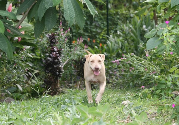 PHOENIX Croisée Labrador Femelle junior