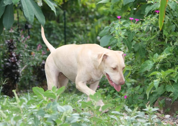 PHOENIX Croisée Labrador Femelle junior
