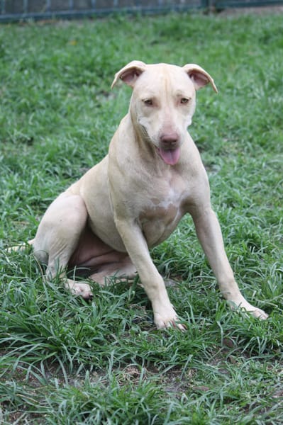 PHOENIX Croisée Labrador Femelle junior