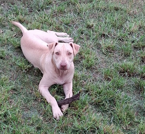 PHOENIX Croisée Labrador Femelle junior