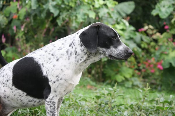 BILLIE Femelle Croisée Épagneul