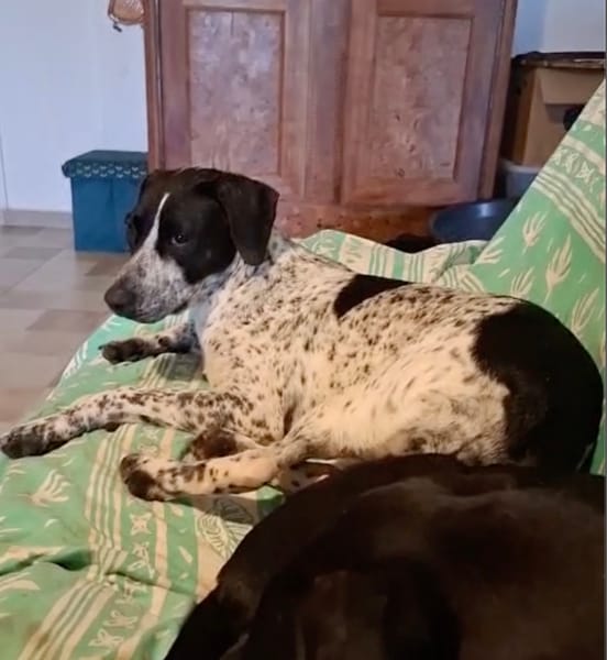 BILLIE Femelle Croisée Épagneul