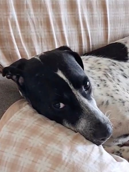 BILLIE Femelle Croisée Épagneul
