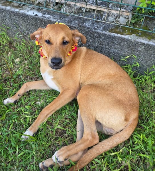 CHOUPY, Mâle berger créole junior