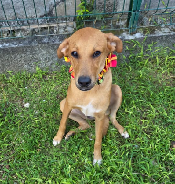 CHOUPY, Mâle berger créole junior