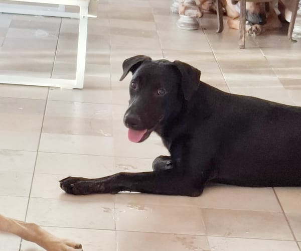HIERROS Mâle junior Berger Créole