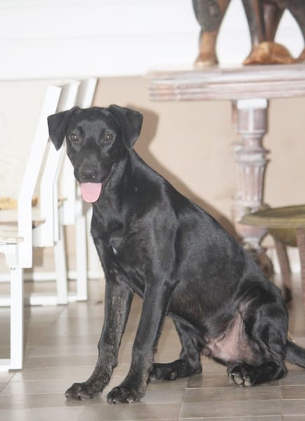 HIERROS Mâle junior Berger Créole