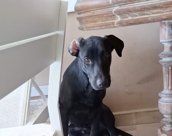 HIERROS Mâle junior Berger Créole
