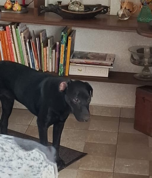 HIERROS Mâle junior Berger Créole