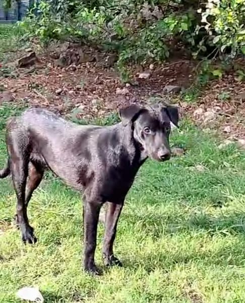 HIERROS Mâle junior Berger Créole