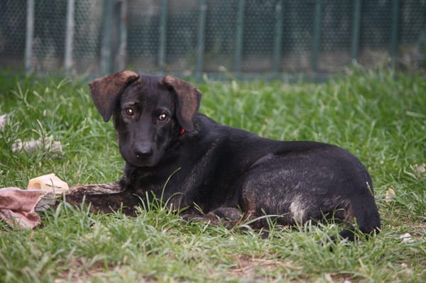 EASTER chiot Berger Créole mâle