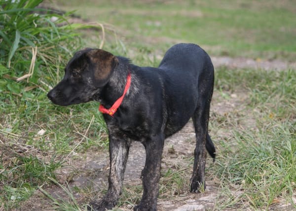 EASTER chiot Berger Créole mâle
