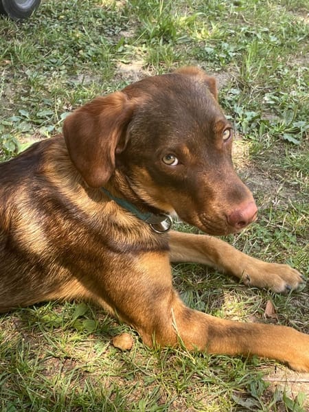 TOFFEE, Mâle junior Berger Créole