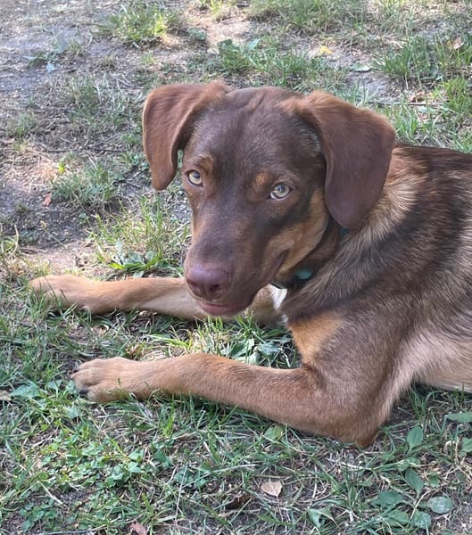TOFFEE, Mâle junior Berger Créole