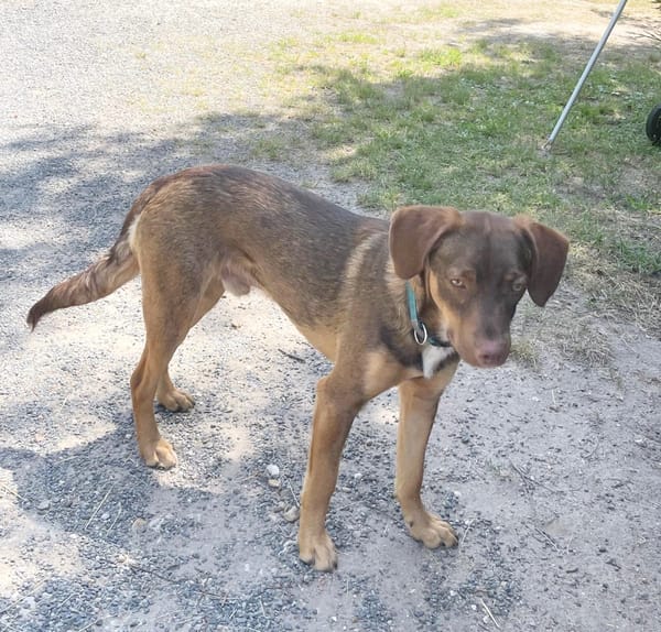 TOFFEE, Mâle junior Berger Créole