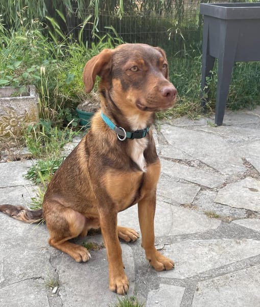 TOFFEE, Mâle junior Berger Créole