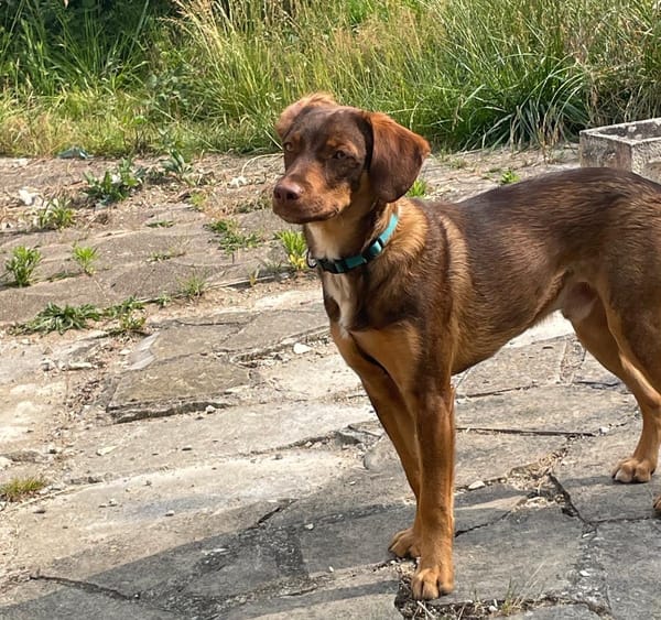 TOFFEE, Mâle junior Berger Créole