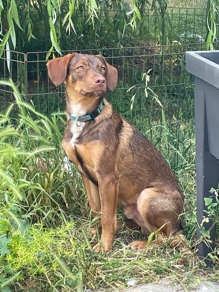 TOFFEE, Mâle junior Berger Créole