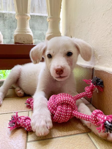 WOODY, chiot mâle Berger Créole