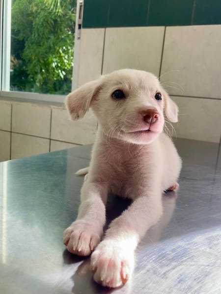 WOODY, chiot mâle Berger Créole